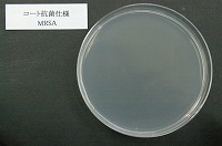 光触媒処理（MRSA)24時間後の滅菌状態