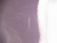 RIMG0063