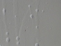 DSC04985